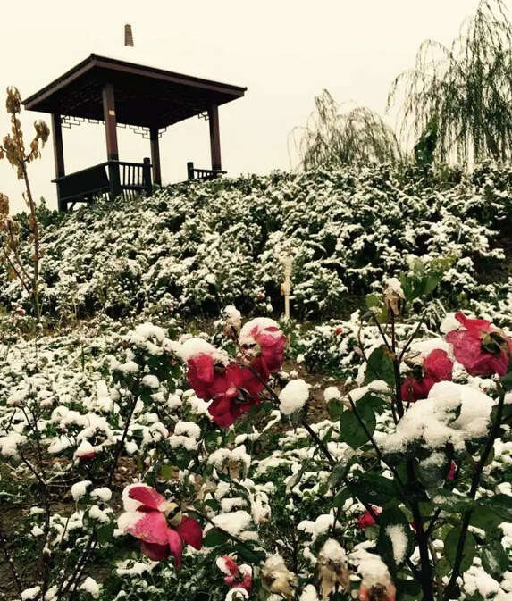 下雪天的跃迪集团，咱也跟跟风。。。