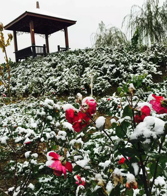 下雪天的跃迪集团，咱也跟跟风。。。